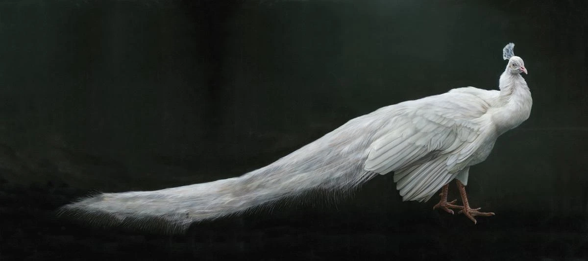 Peacock